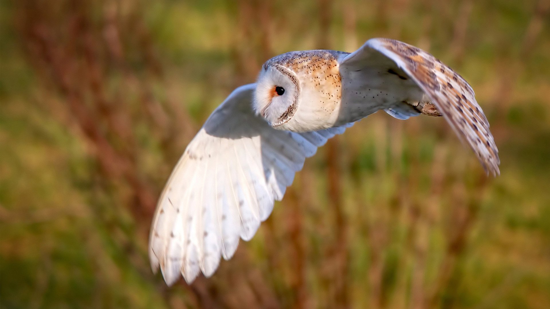 NBA未来：虚拟现实与人工智能的深度融合，nba虚拟比赛